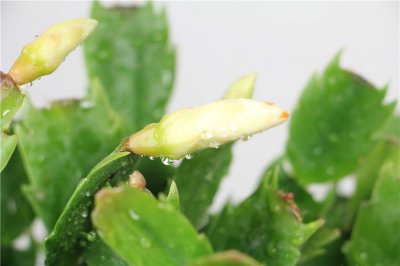 蟹爪蘭葉子干枯 蟹爪蘭救治方法與養護技巧